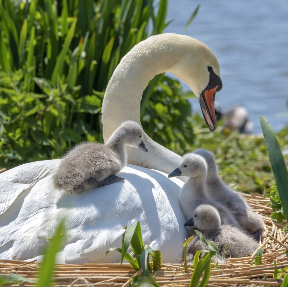 a swan with its babies