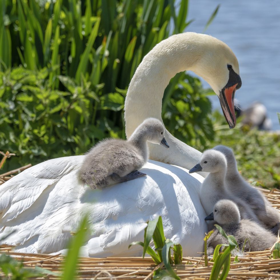 a swan with its babies