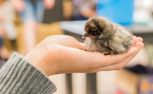 What To Do If You Find A Baby Bird In Your Garden