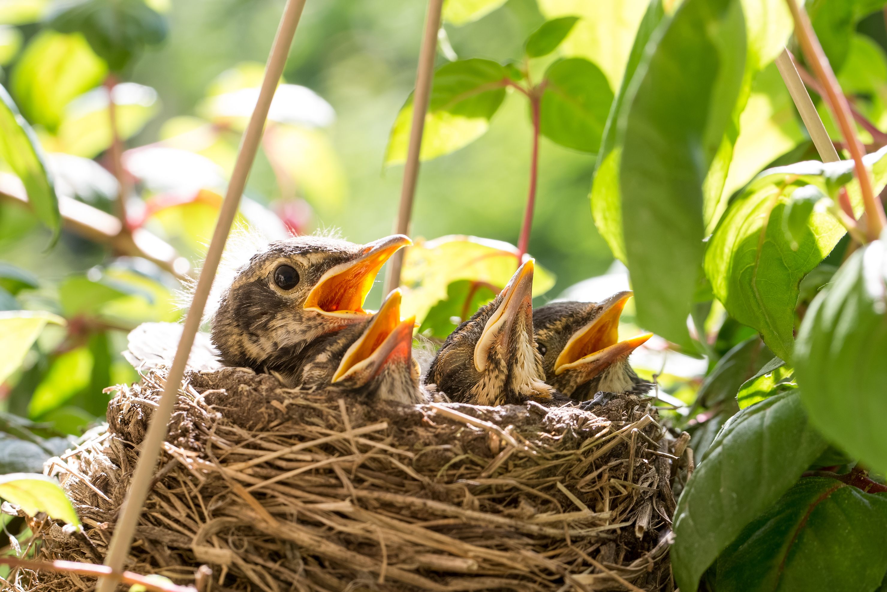 Bird nest shop