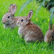 group of baby rabbits in a field