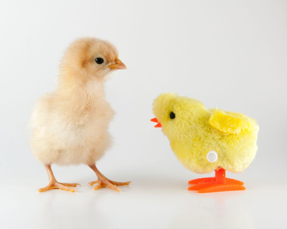 baby chick and toy chick