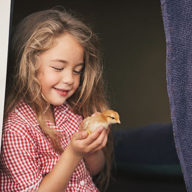small girl holding a baby chicken