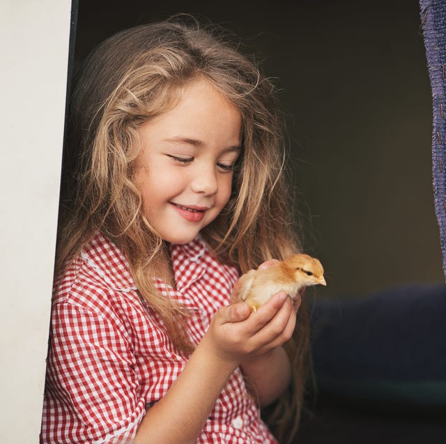 small girl holding a baby chicken