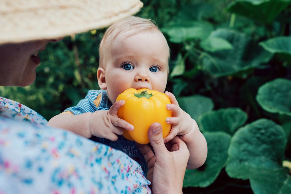 baby girl eating fresh organic yellow pepper from selfgrown garden