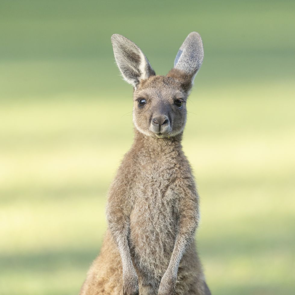 western grey kangaroo macropus fuliginosus is a common kangaroo, found across the southern part of australia