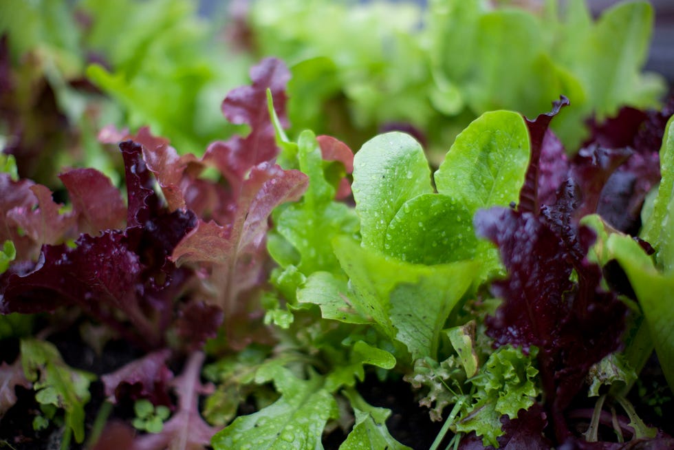 Baby Lettuces