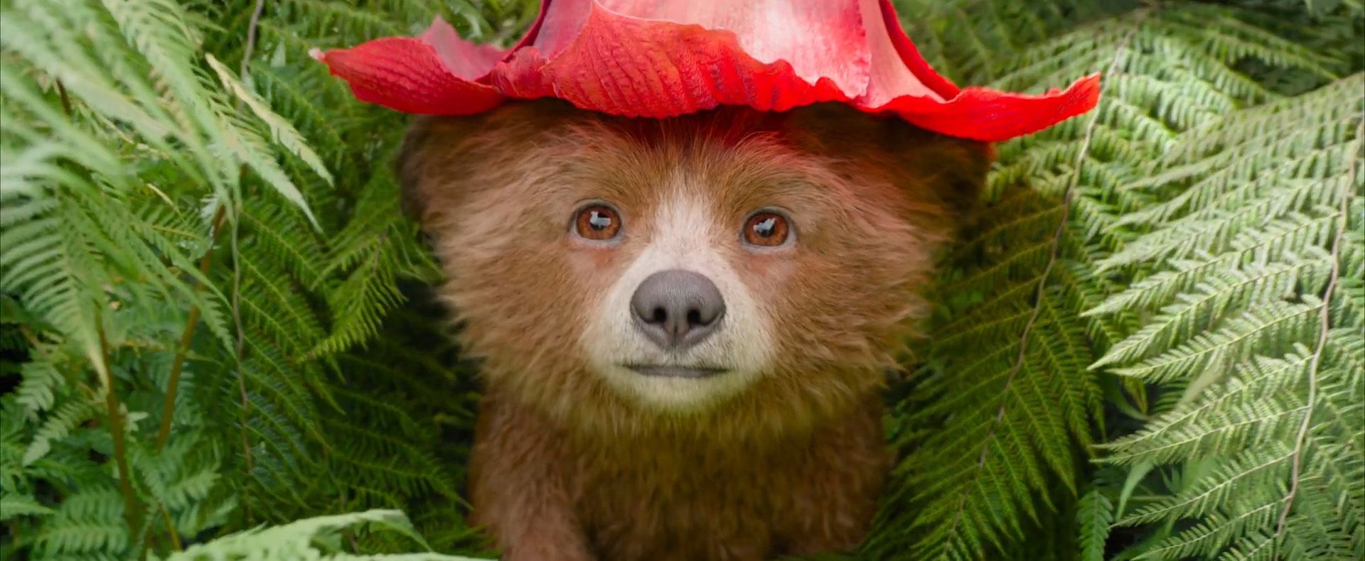 Paddington 3 new trailer reveals first look at baby Paddington