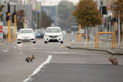 Animals take over deserted cities during coronavirus lockdown