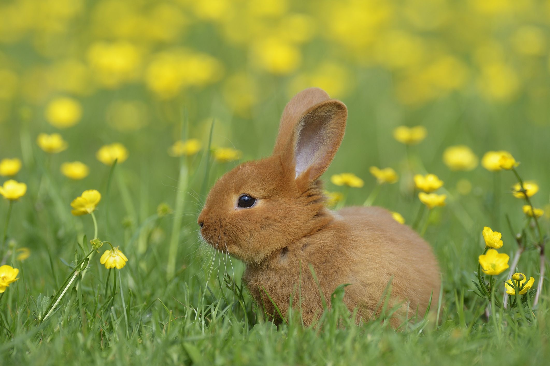 Bunny breeds orders small