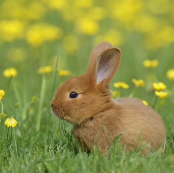 baby rabbit in meadow