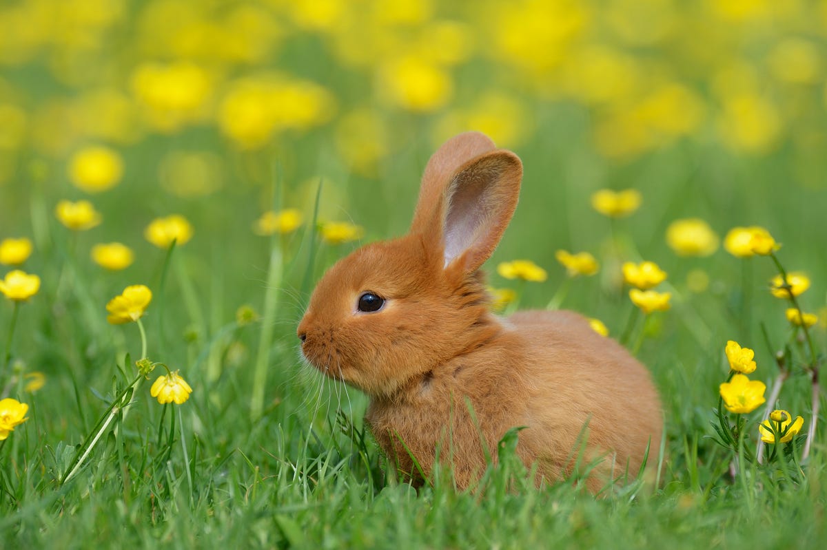 Which Rabbit Breeds Make the Best Pets? A Starter Guide