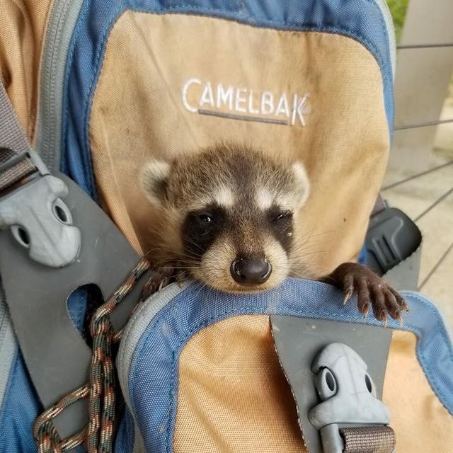 baby raccoon in backpack