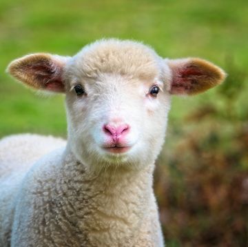Baby Sheep close up