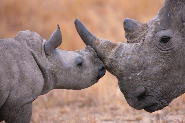 The Key To Saving Rhinos? Making Their Horns Radioactive.