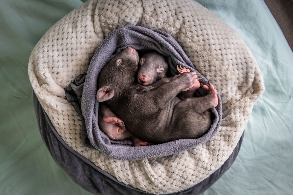 Landon en de zeven maanden oude Bronson slapen in een zelfgemaakte buidel in de flat van Small Net als alle buideldieren worden wombatbabys hulpeloos geboren in de buidel op de buik van hun moeder Daar blijven ze nog een halfjaar voordat ze zich in de buitenwereld wagen