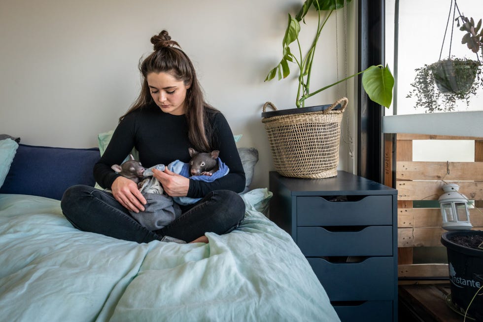 Small geeft twee wombats in haar slaapkamer de fles De jonge dieren hebben speciale moedermelk nodig waarvan de levering tijdens de coronacrisis problematisch was als gevolg van vertragingen bij de posterijen