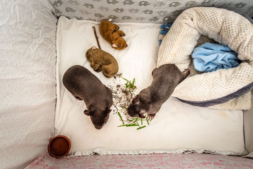 Landon en Bronson snuffelen aan aarde en kauwen op gras dat door Small in hun verblijf is gelegd Small zal ze verzorgen totdat ze klaar zijn om weer in het wild te worden uitgezet waarschijnlijk wanneer ze zon anderhalf jaar oud zijn en tussen de 16 en 25 kilo wegen