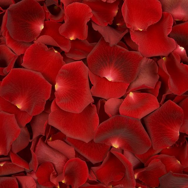 Background made of solely red rose petals