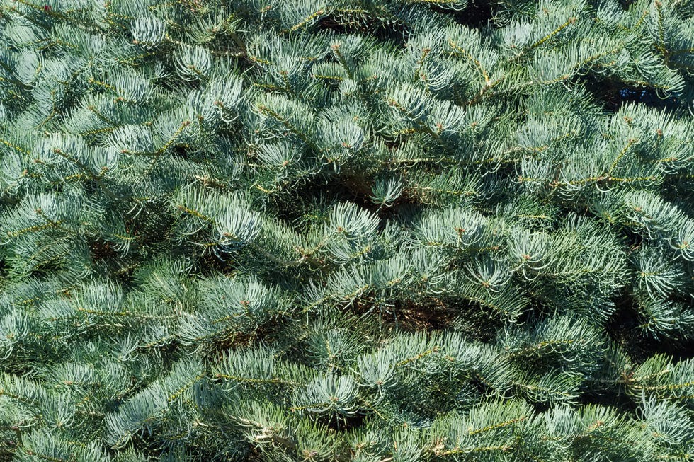 Premium Photo  Evergreen branches of christmas tree in pine forest.  close-up view of fir natural fir branches ready for festive decoration for  xmas and happy new year, decorate holiday winter season