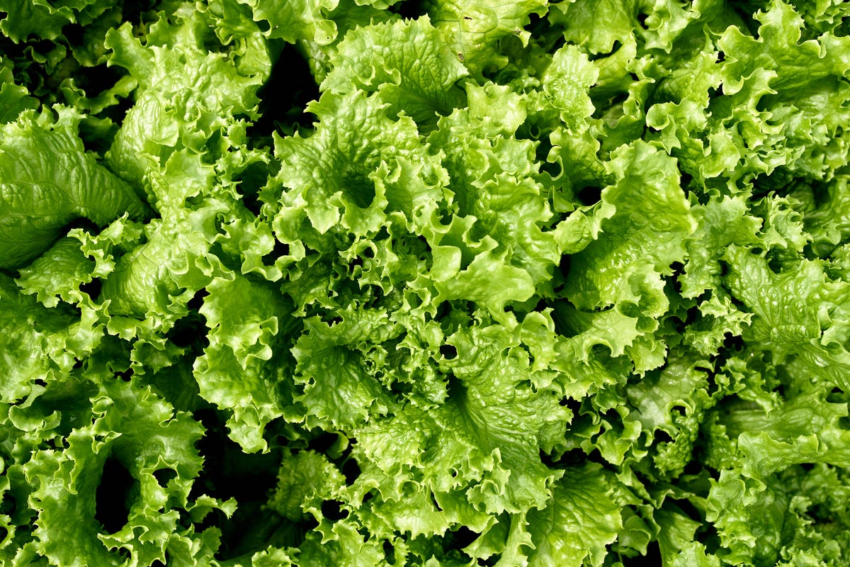 What's The Best Way To Store Lettuce And Other Greens?