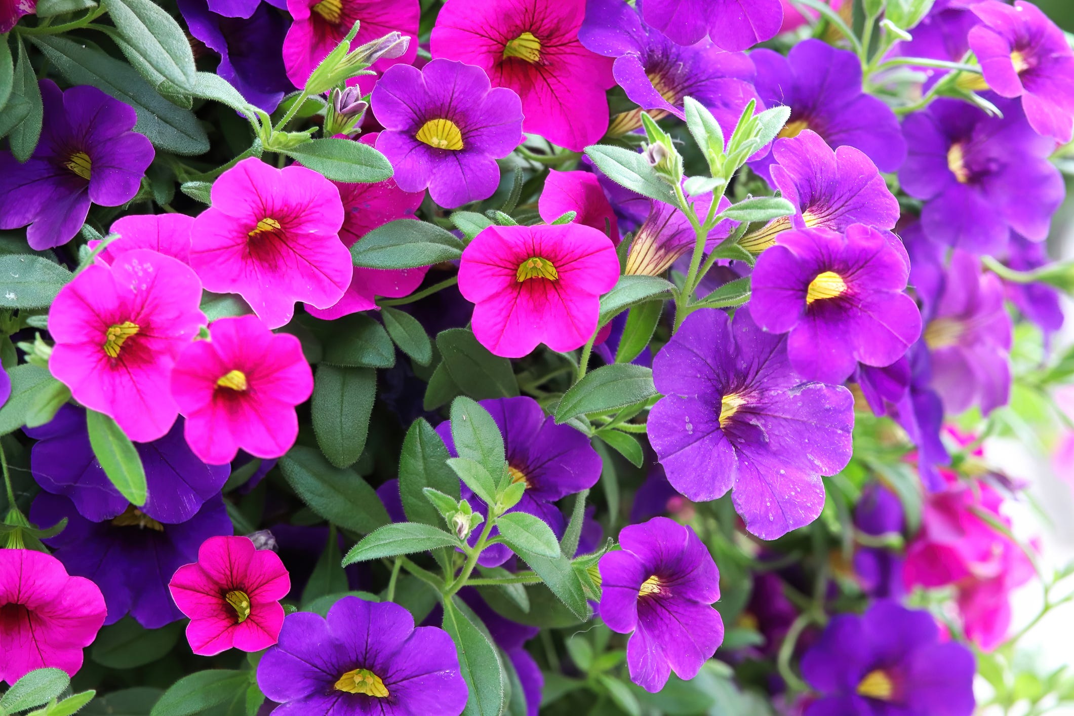 calibrachoa