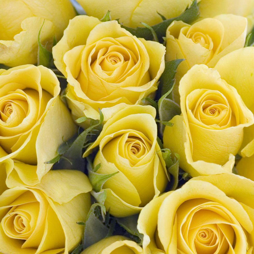 background of yellow roses