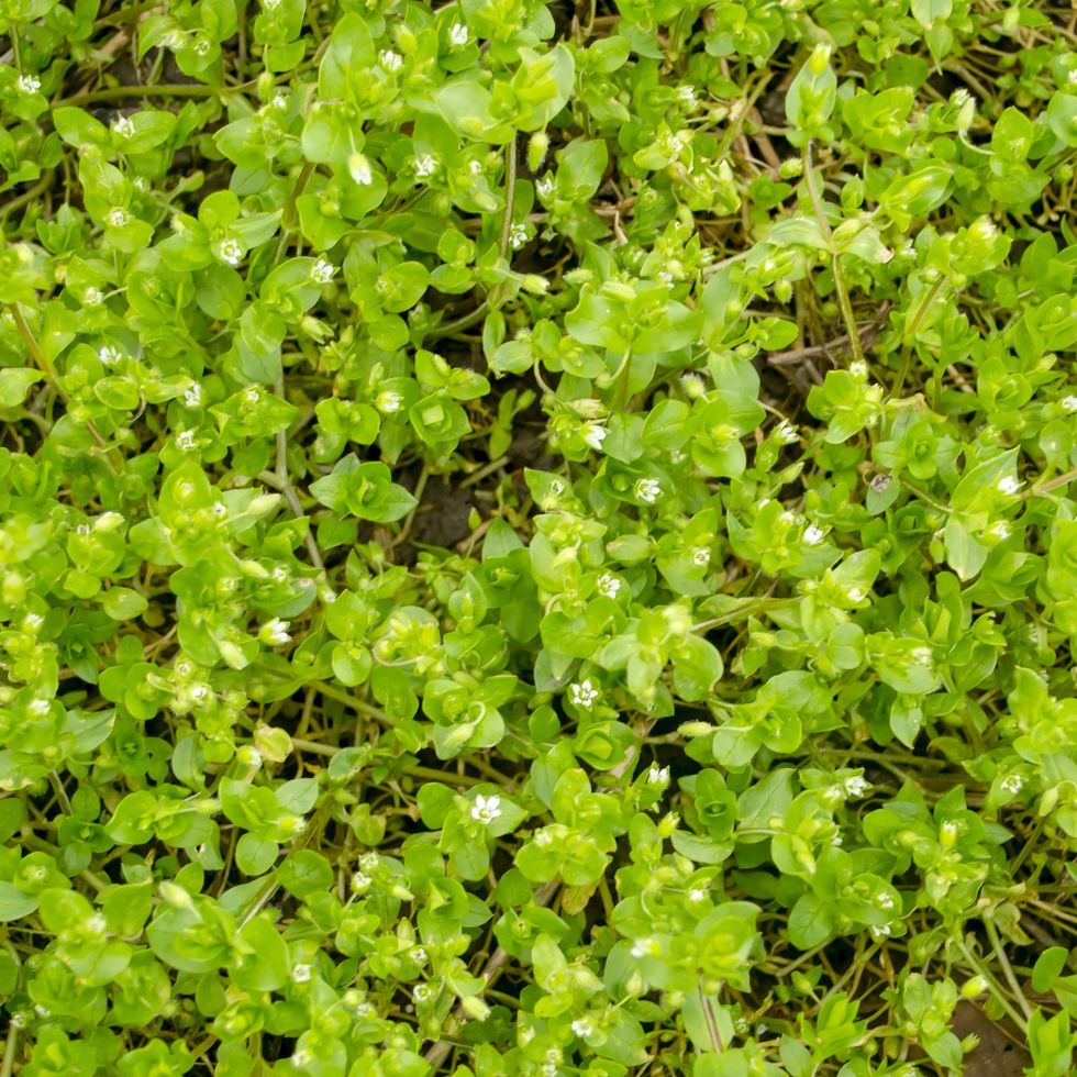 background photo of flowering grass. in the spring, white buds bloomed on the lawn grass. creeping plants background photo.