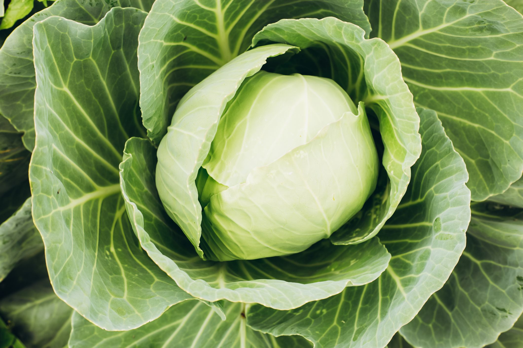 https://hips.hearstapps.com/hmg-prod/images/background-with-big-fresh-cabbage-royalty-free-image-1701363221.jpg