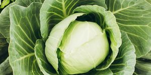 background with big fresh cabbage