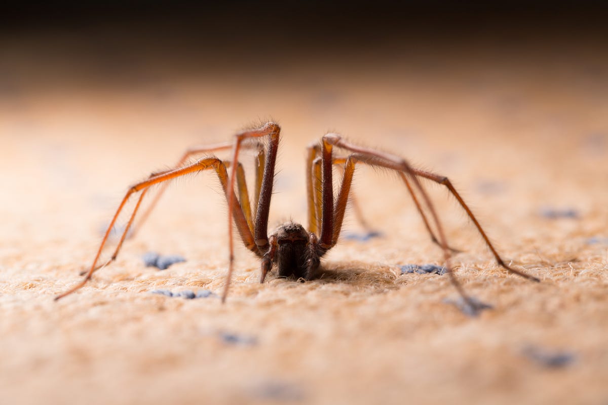 Zoveel Spinnen Wonen Er In Je Huis (En Meer Feiten Over De Spin)