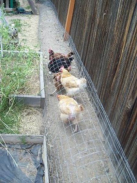How to Make a Chicken Tunnel - DIY Chicken Garden Run Tunnel