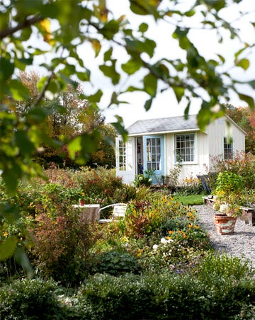 cute backyard with shed