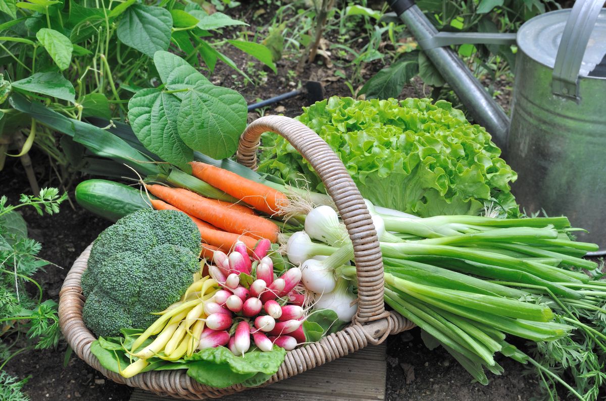 produce from vegetable garden