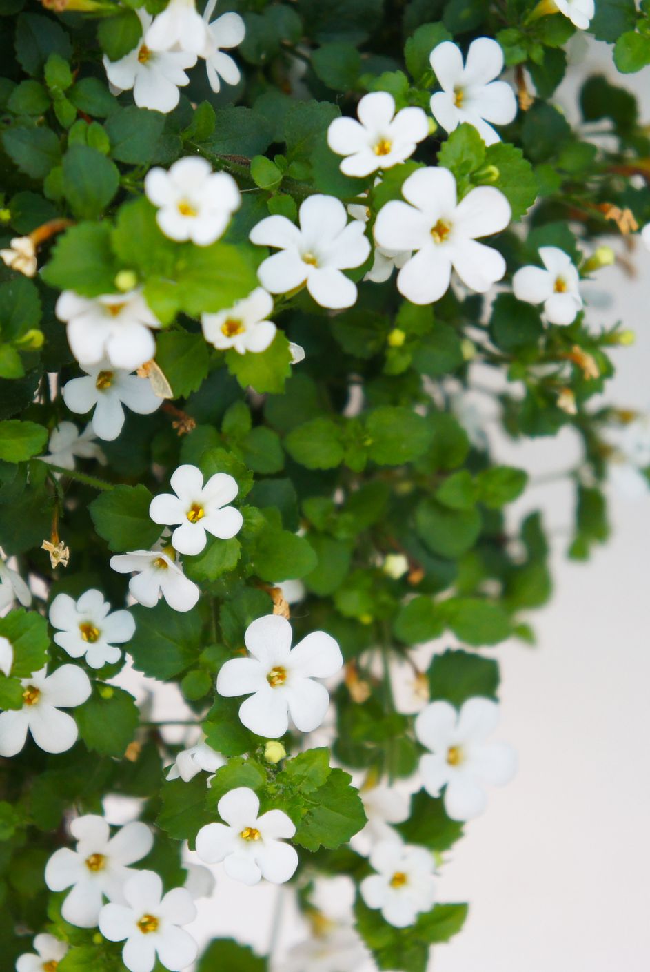 Bacopa monnieri or brahmi white flowers with white background