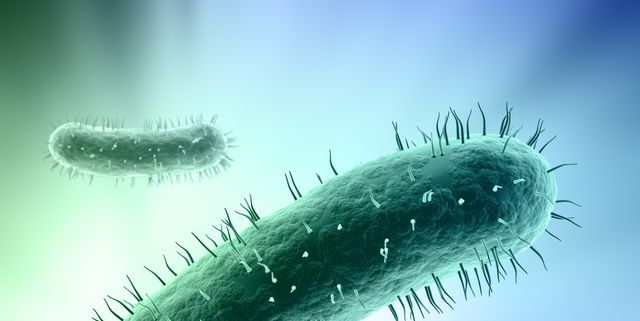 Микоплазмы бактерии