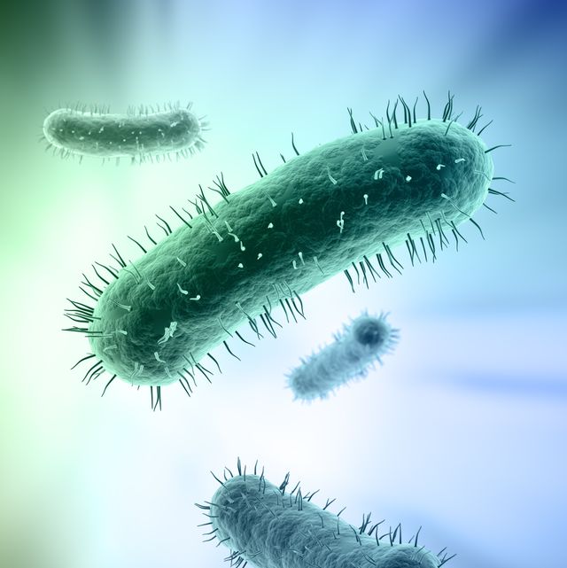 bacteria, artwork