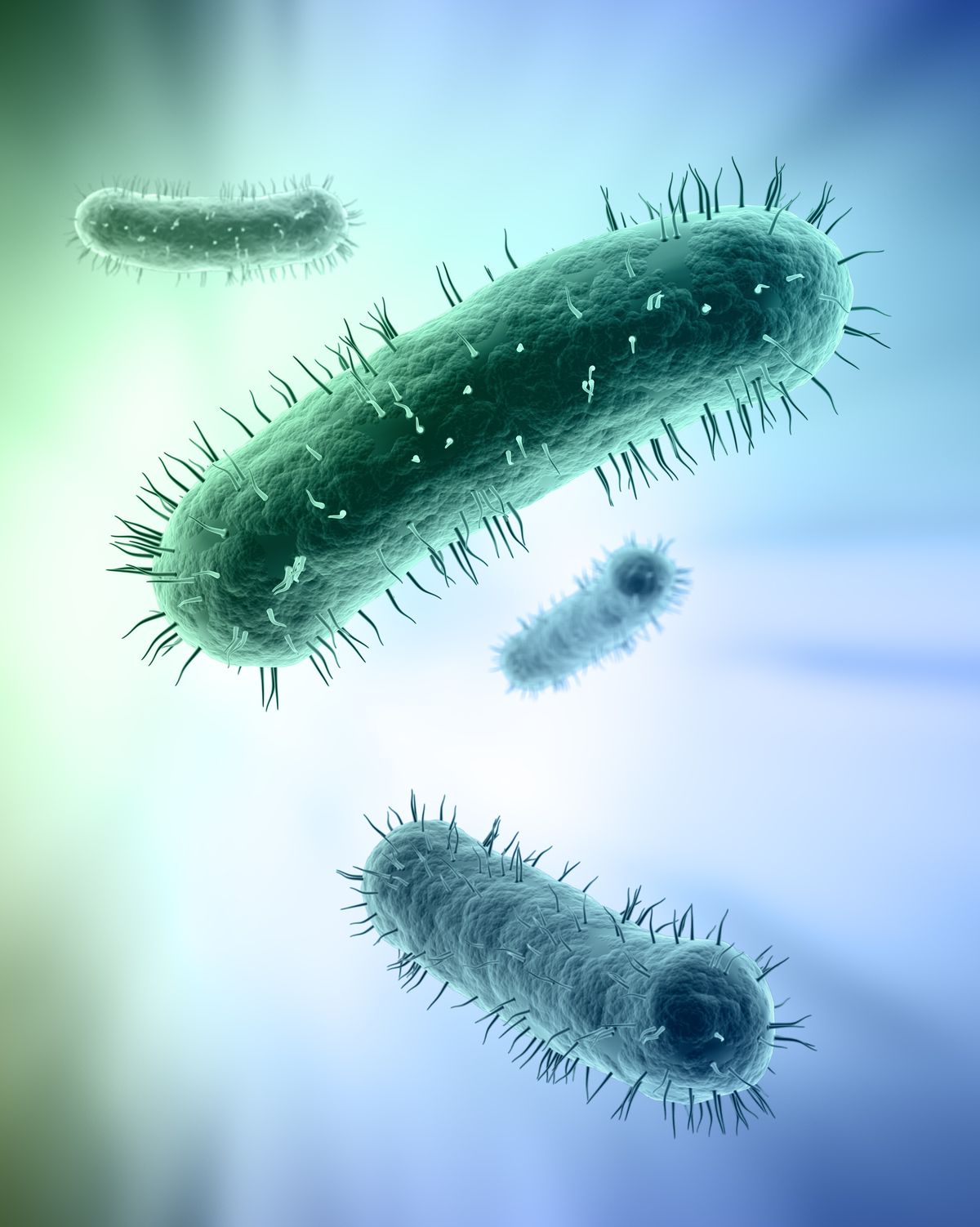 bacteria, artwork