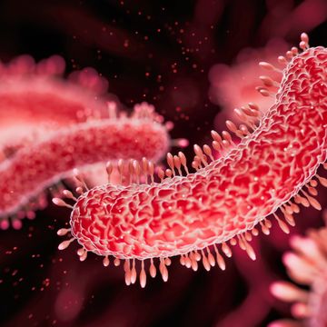 bacteria medical illustration