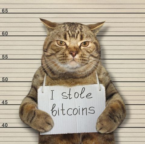 Bad cat stole bitcoins