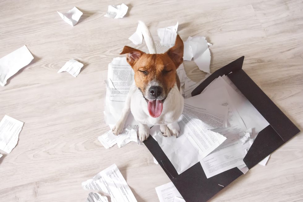 Bad dog sitting on the torn pieces of documents