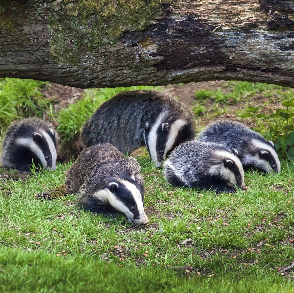 badger sow and cubs family feeding in a woodland forest