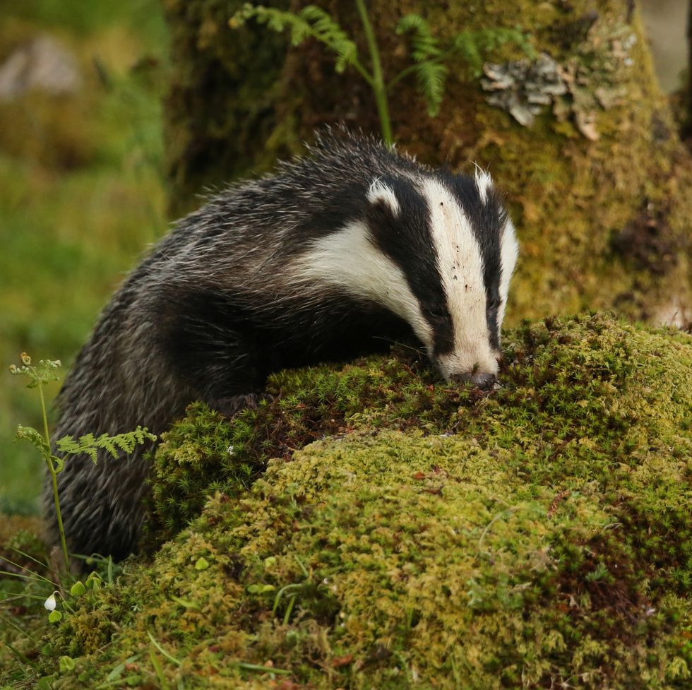 a badger looking for food