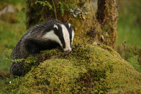 a badger looking for food