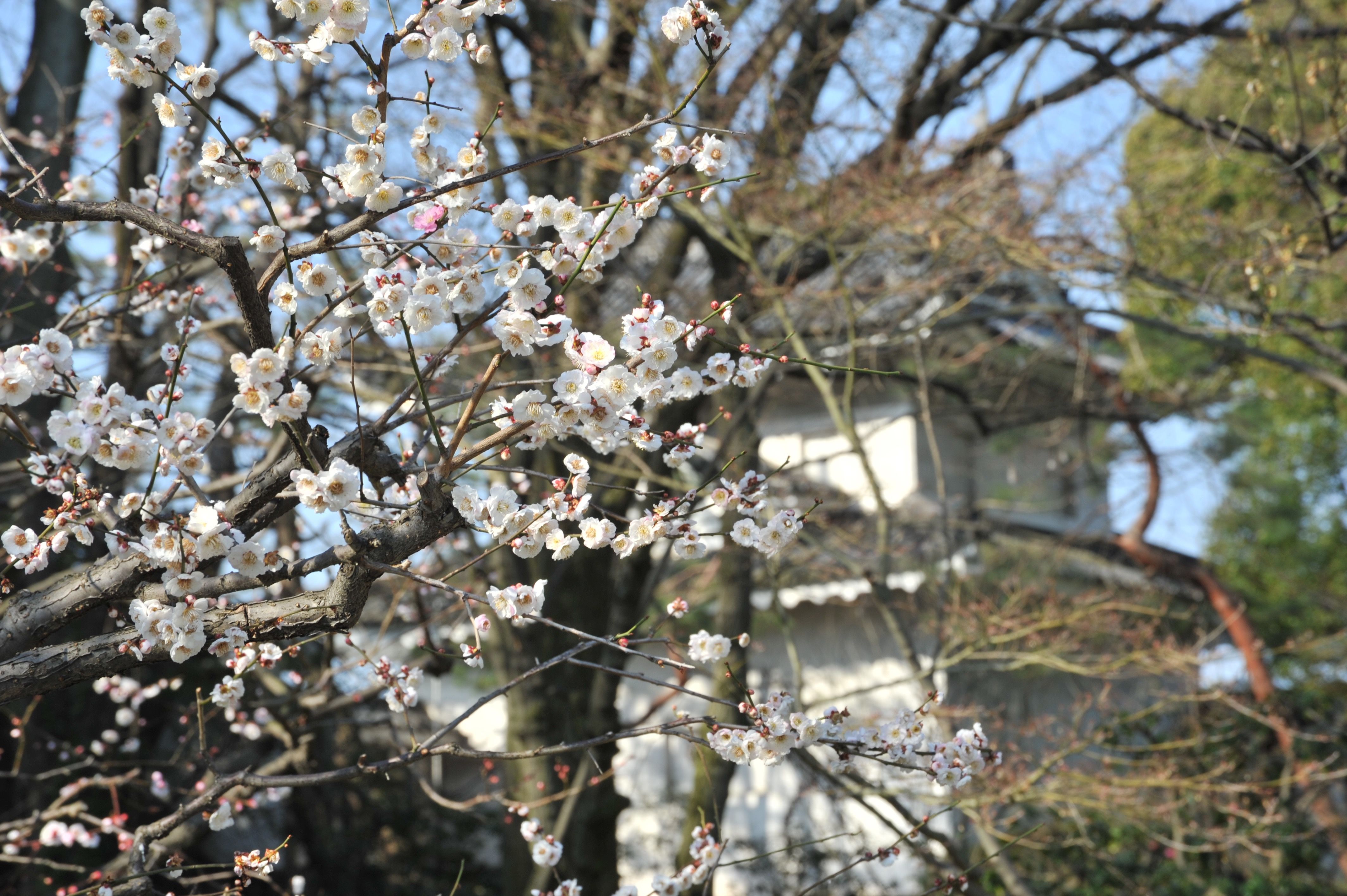 早春の京都で梅を愛でる。心ときめく梅名所3選