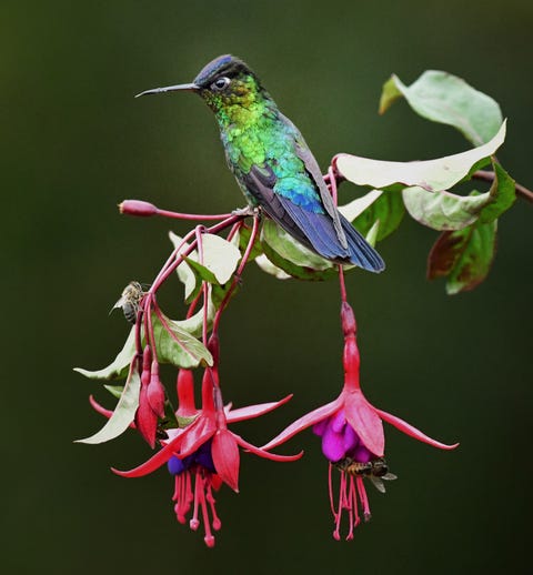 balance in the rainforest