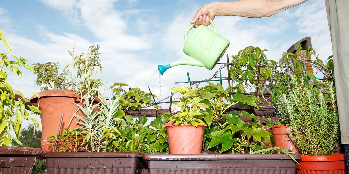 When and How to Plant Wildflower Seeds to Rewild Your Yard