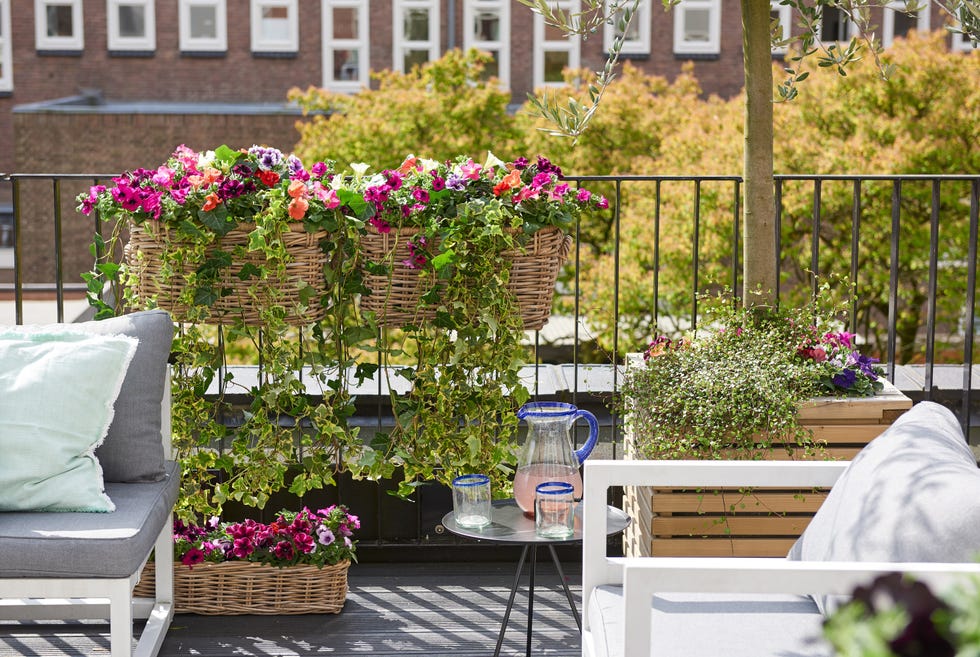 petunia in planter on balcony