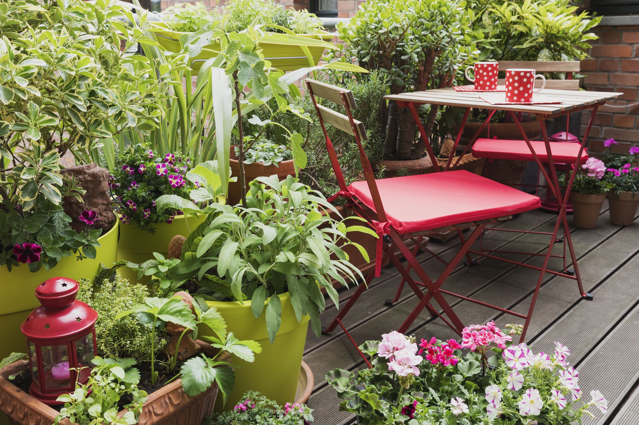 best patio plants