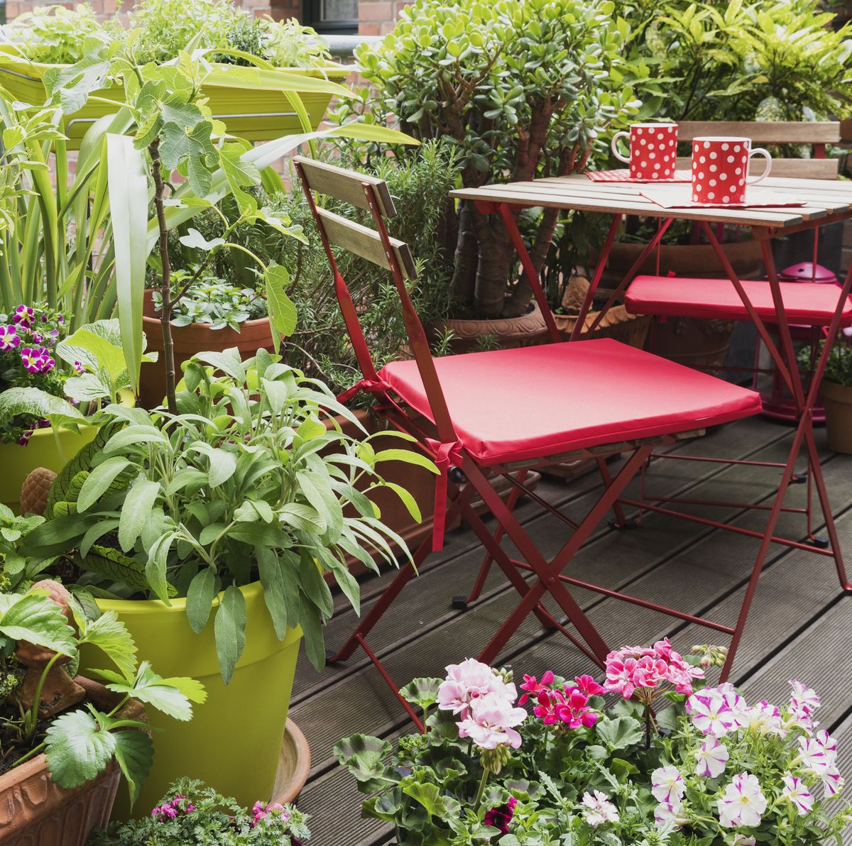 15 Best Balcony Plants - Apartment Balcony Plant Ideas